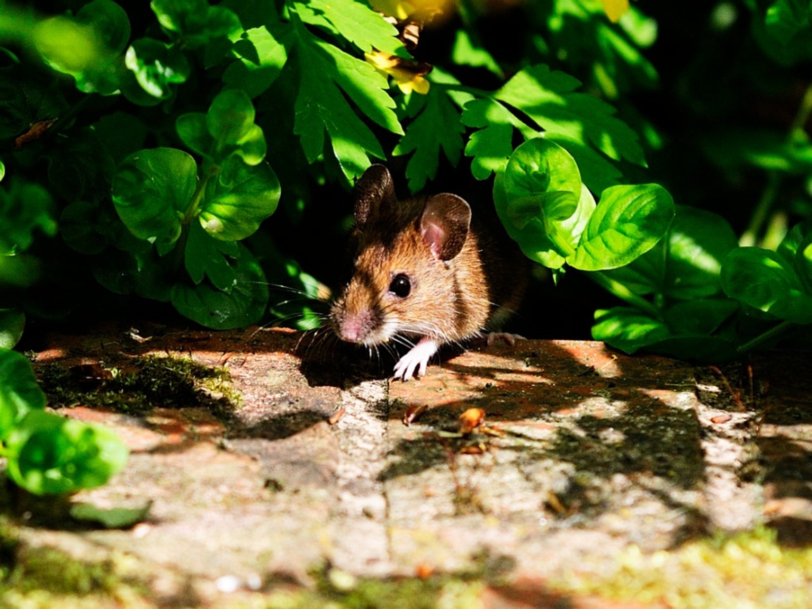 How to Get Rid of Mice in Your Garden Naturally