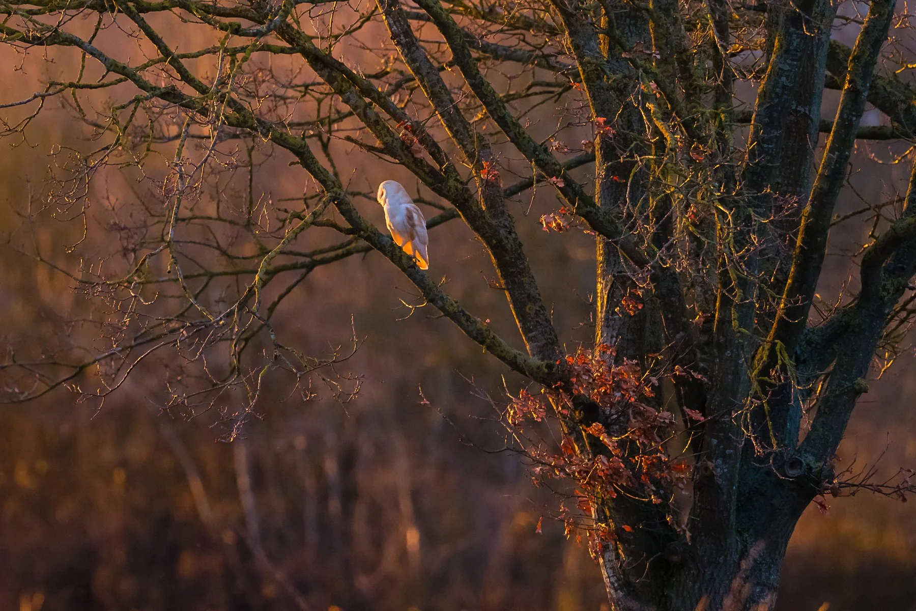 A real barn owl perched on a fence post near a garden at dusk, natural low light wildlife photo