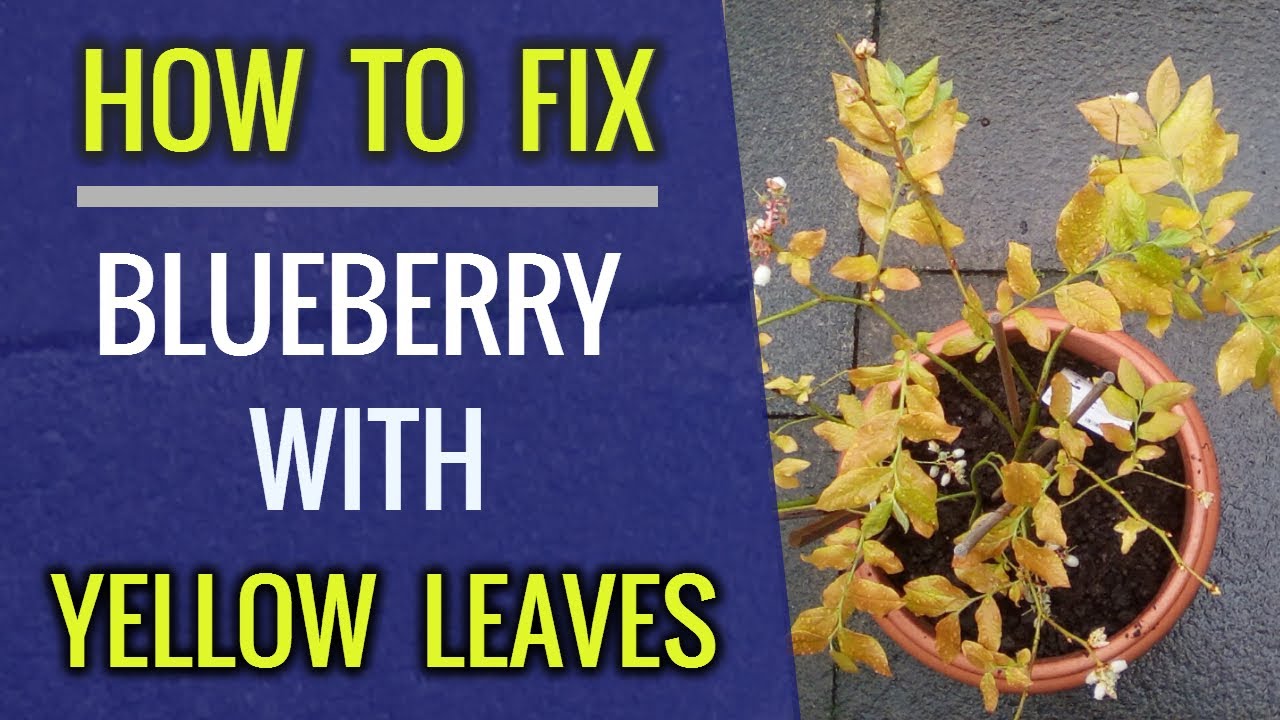 Featured image for Why Blueberry Leaves Turn Yellow or Red