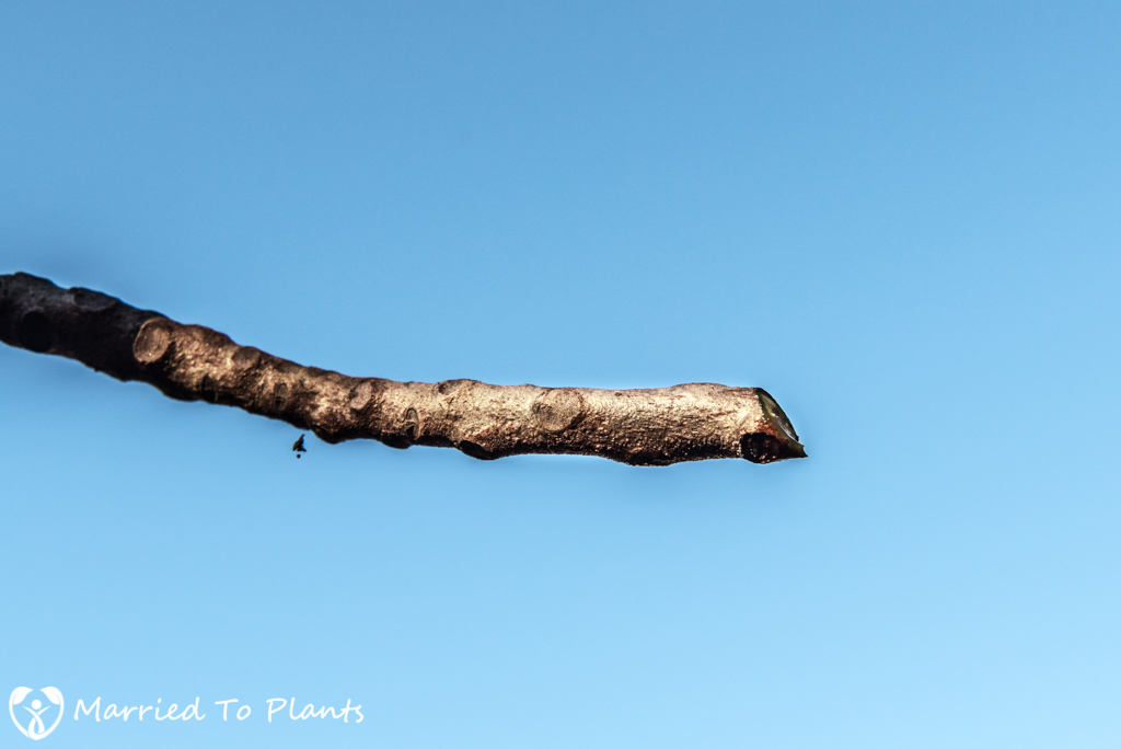 A real close-up photo of a croton stem cutting showing a clean cut just below a leaf node