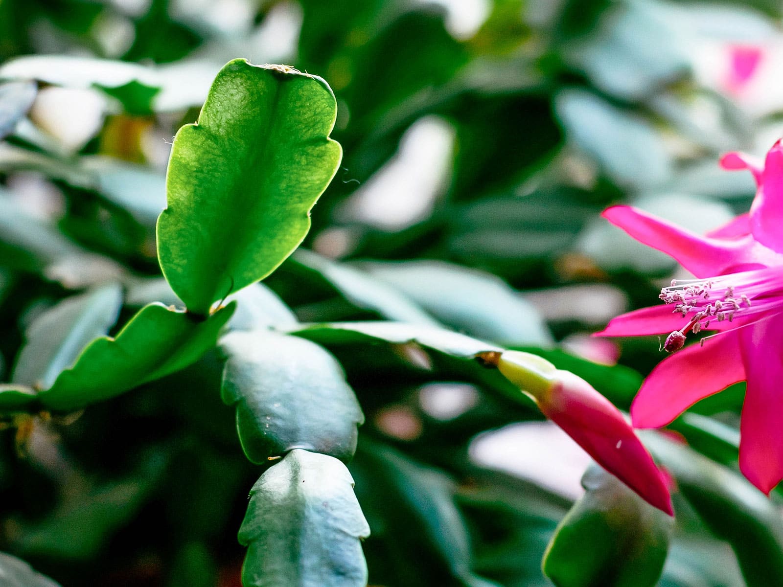 A real close-up photo of a healthy holiday cactus with firm green segmented stems, showing the joints where cuttings are taken