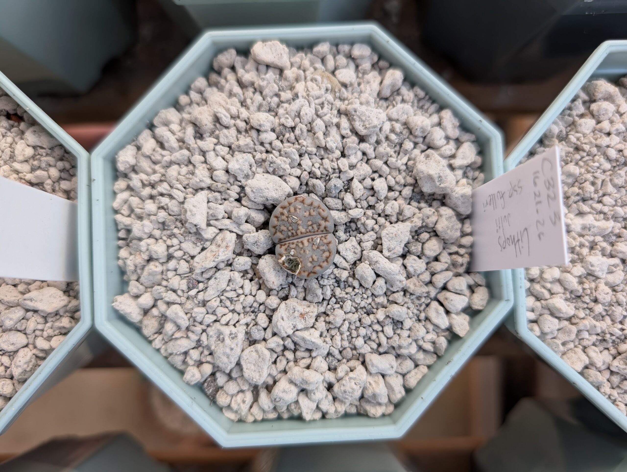 A real close-up photo of a lithops clump with multiple heads, showing several fissures and distinct paired leaves in one pot