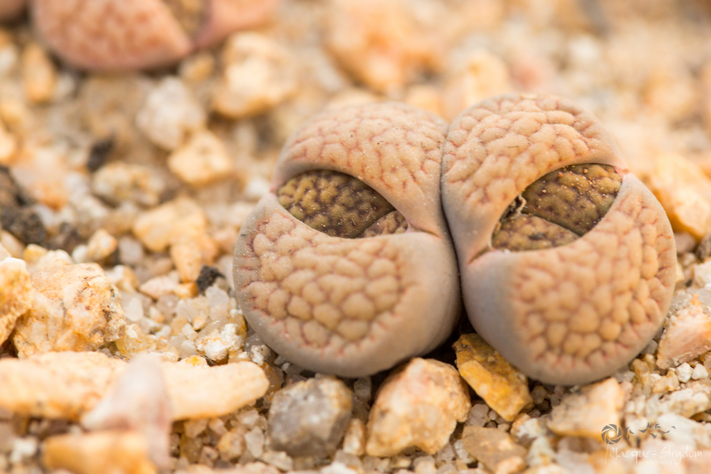 A real close-up photo of a lithops with fresh new leaves pushing up while the old outer leaves are shriveled and papery around the base
