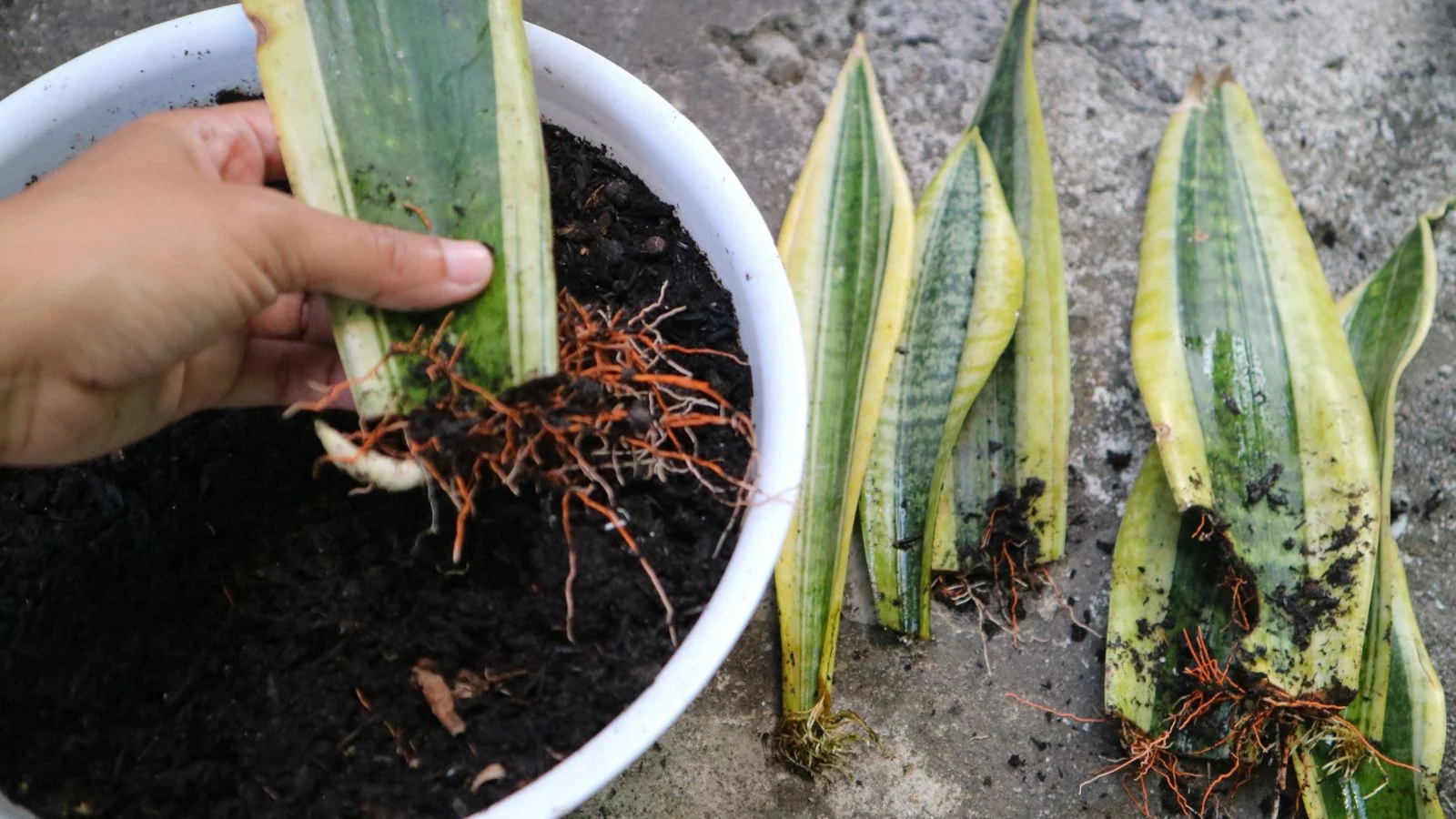 A real close-up photo of a snake plant root ball with thick orange-tan roots and rhizomes resting on newspaper during repotting