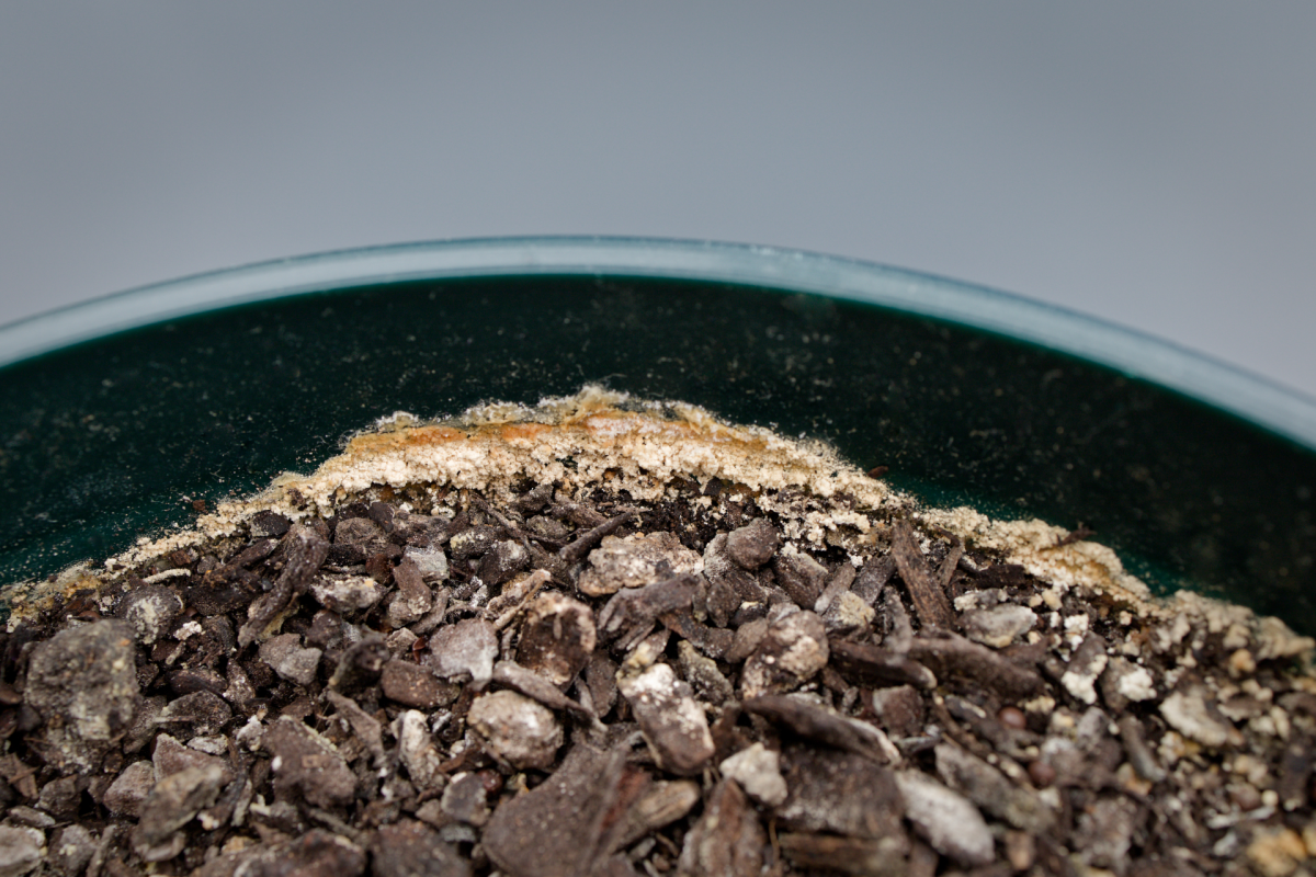 A real close-up photo of white fertilizer salt crust on the surface of potting mix in a houseplant pot