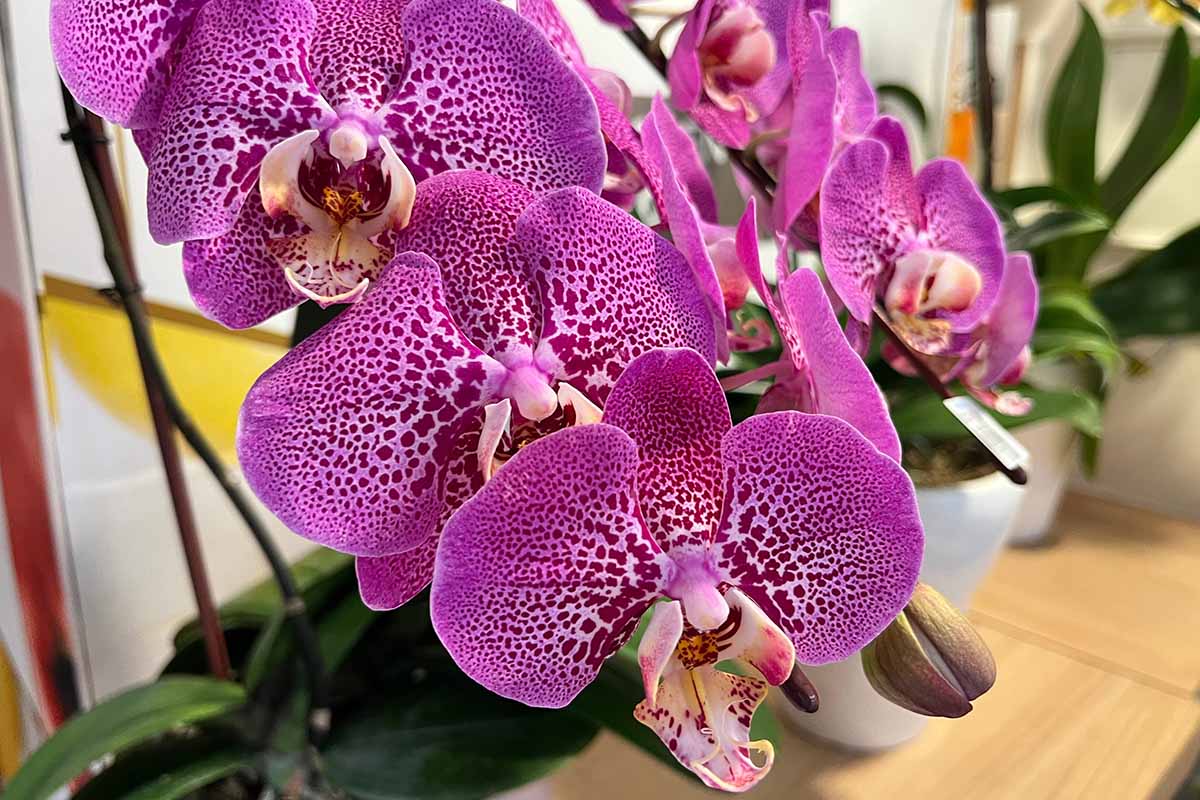 A real close-up photograph of a Phalaenopsis orchid crown where the leaves meet, showing a clean, dry crown sitting above the potting mix