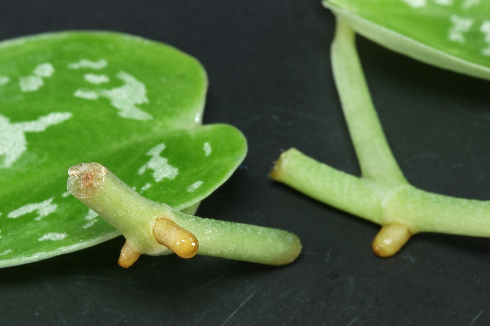 A real close up photograph of a satin pothos stem cutting showing a visible node and a small aerial root nub, held above a jar of water