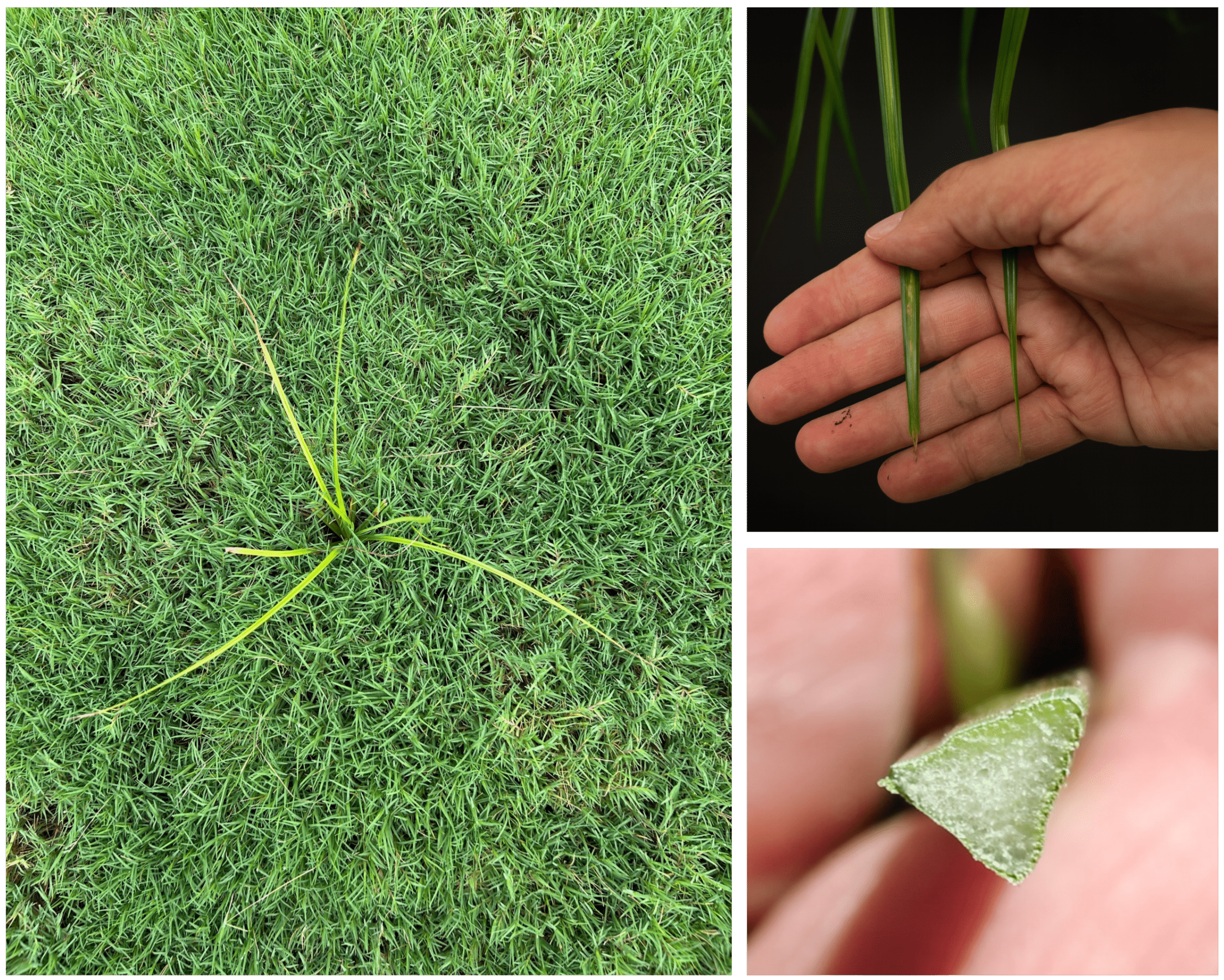A real close-up photograph of a yellow nutsedge seedhead rising above lawn grass, showing a golden-brown cluster at the top