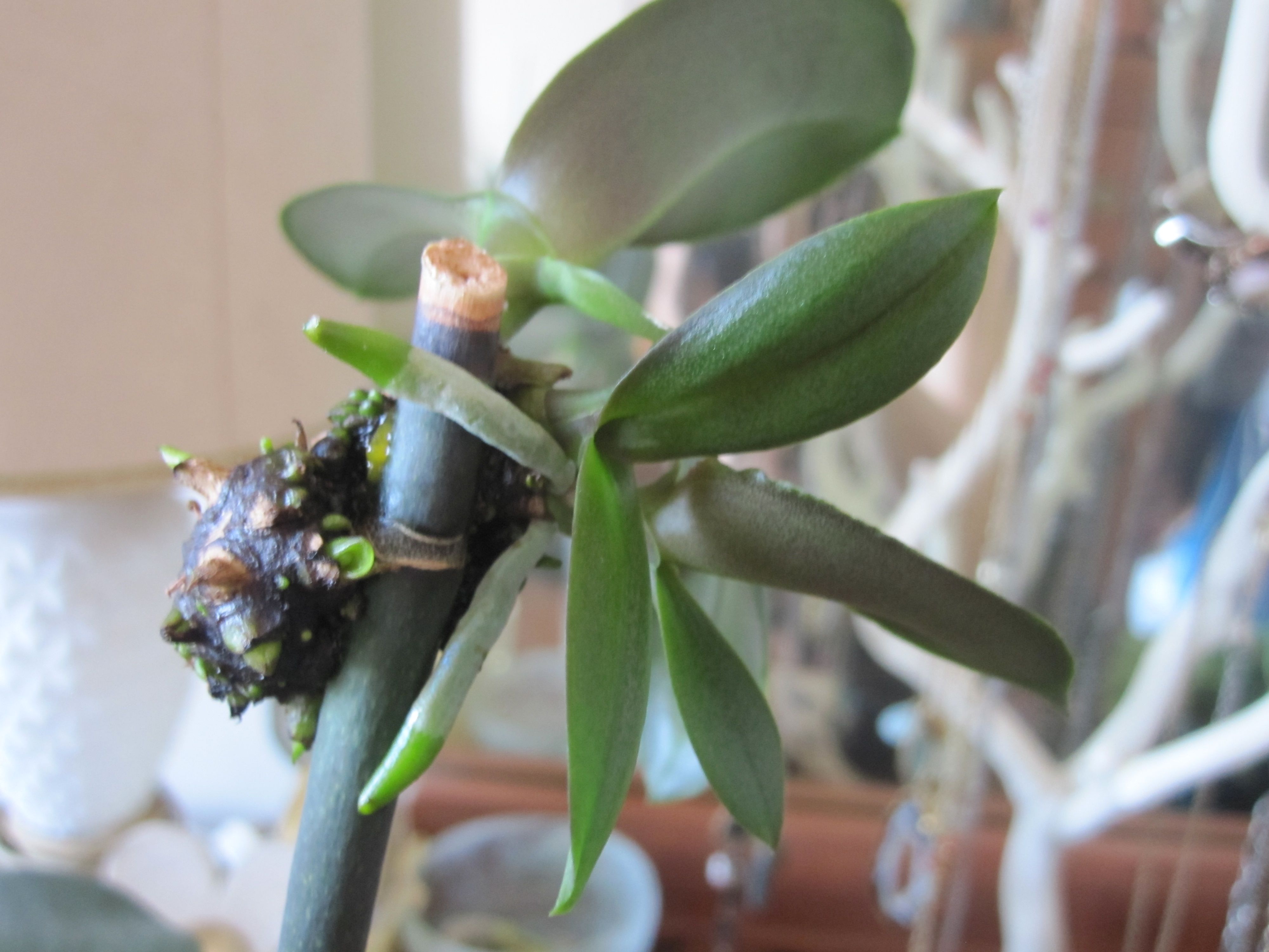 A real close-up photograph of an orchid keiki with several silvery-green roots about two to three inches long curling away from the flower spike