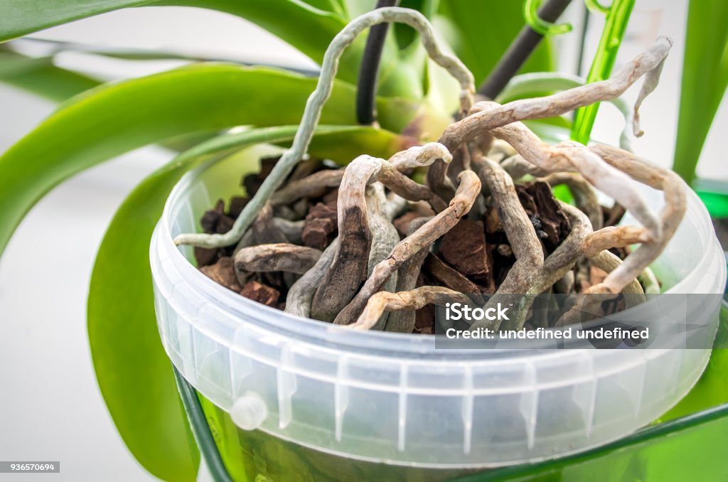 A real closeup photo of a healthy orchid aerial root with a bright green growing tip and silvery velamen on the older section in natural window light