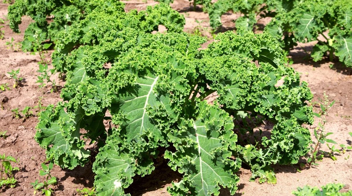A real garden bed with small kale seedlings planted in evenly spaced rows with visible soil between plants
