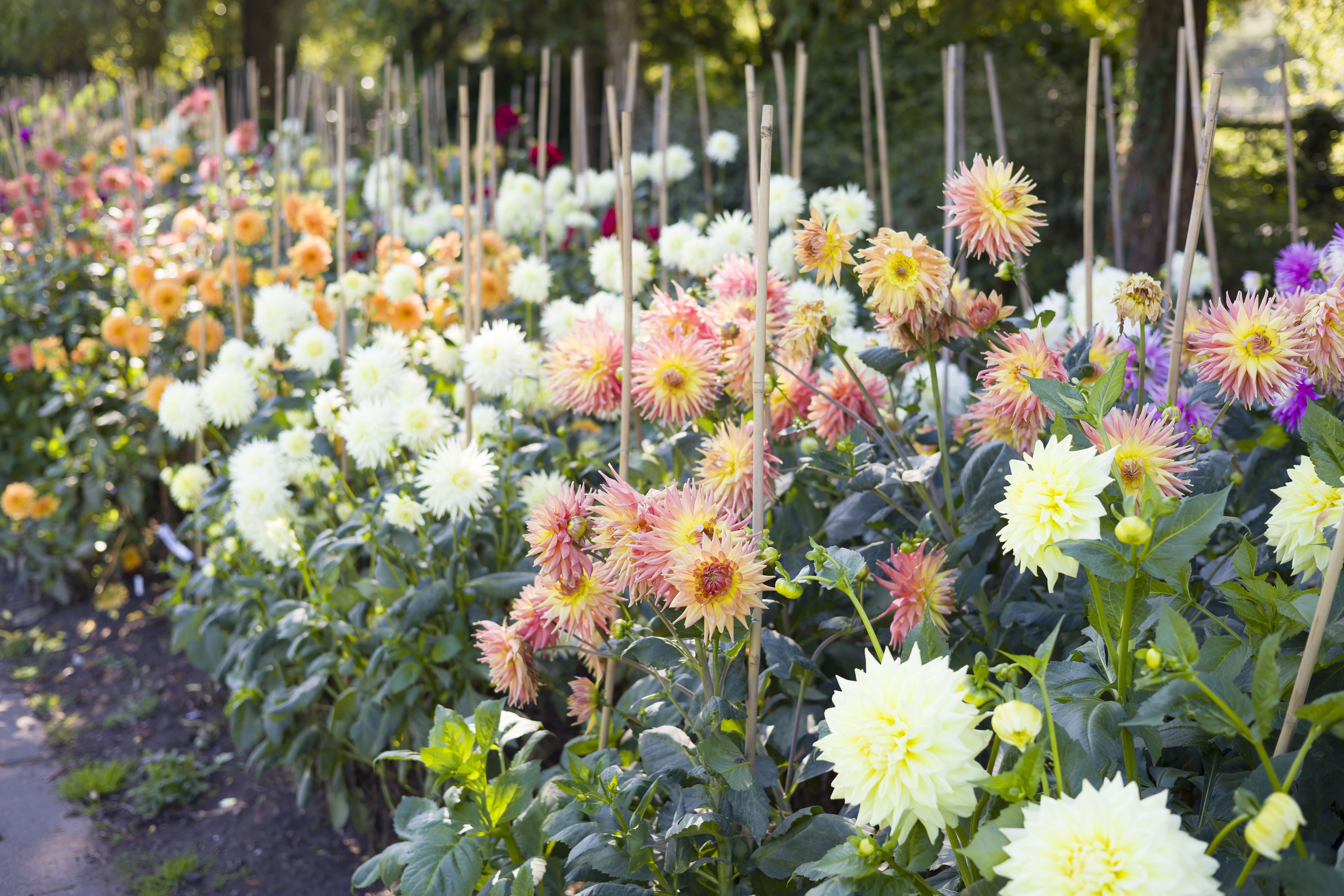 Featured image for How to Stake Dahlias for Strong Stems and Big Blooms