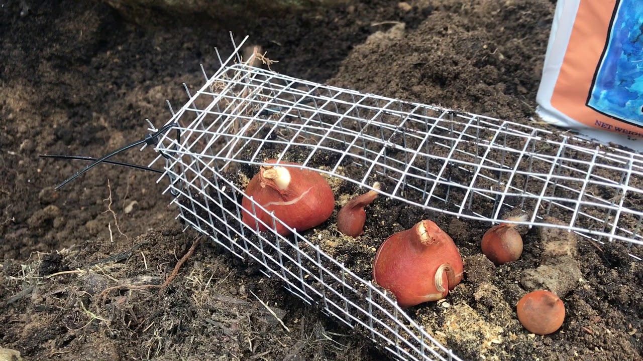 A real gardener's hands placing tulip bulbs into a hardware cloth-lined hole in a garden bed, close-up photo