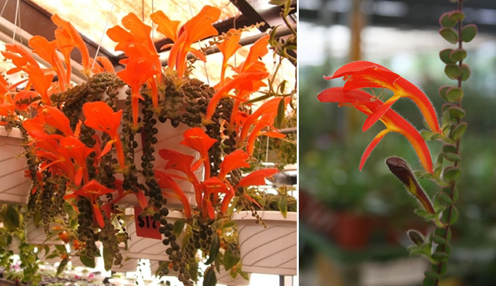 A real goldfish plant trailing from a hanging basket indoors, covered in glossy green leaves and vivid orange tubular flowers