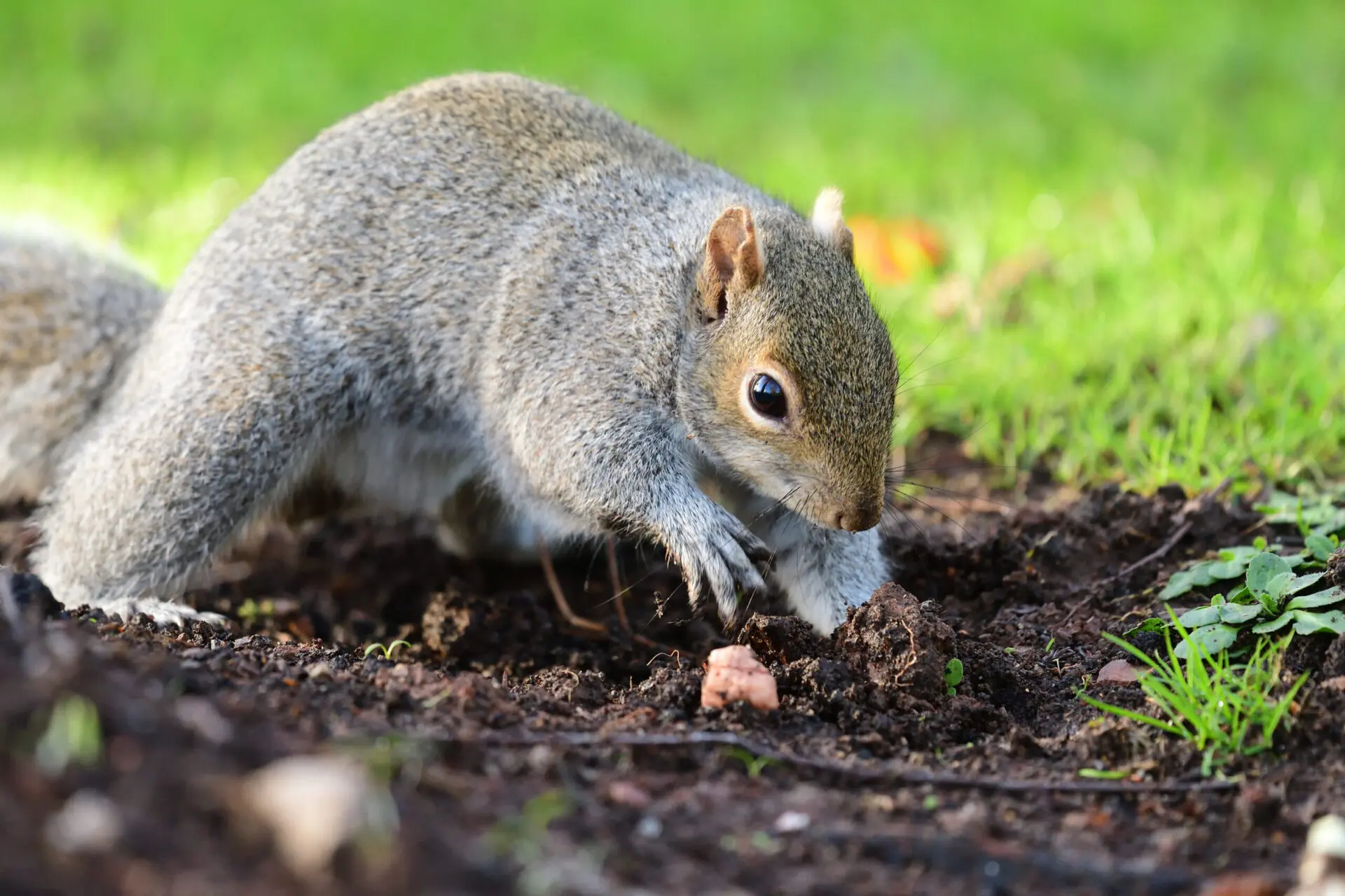 A real gray squirrel digging in a mulched garden bed with soil scattered around, backyard garden setting, photorealistic