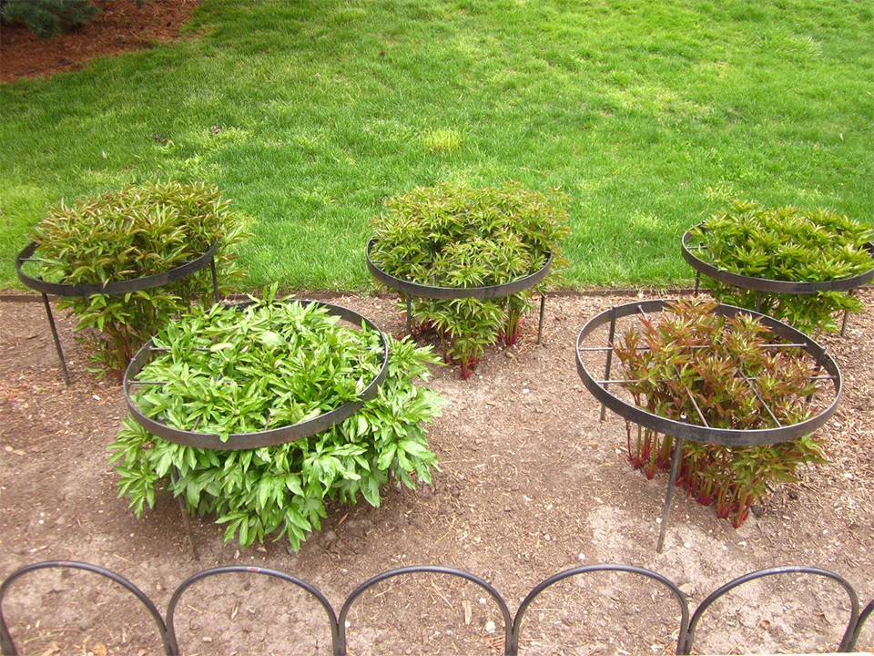 Featured image for How to Stake Peonies Before They Flop