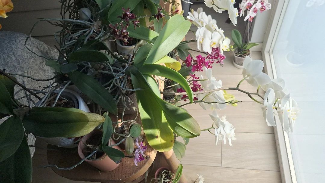A real indoor Phalaenopsis orchid after flowers have dropped, a hand gently removing soft ties from a green stake while supporting the spent spike