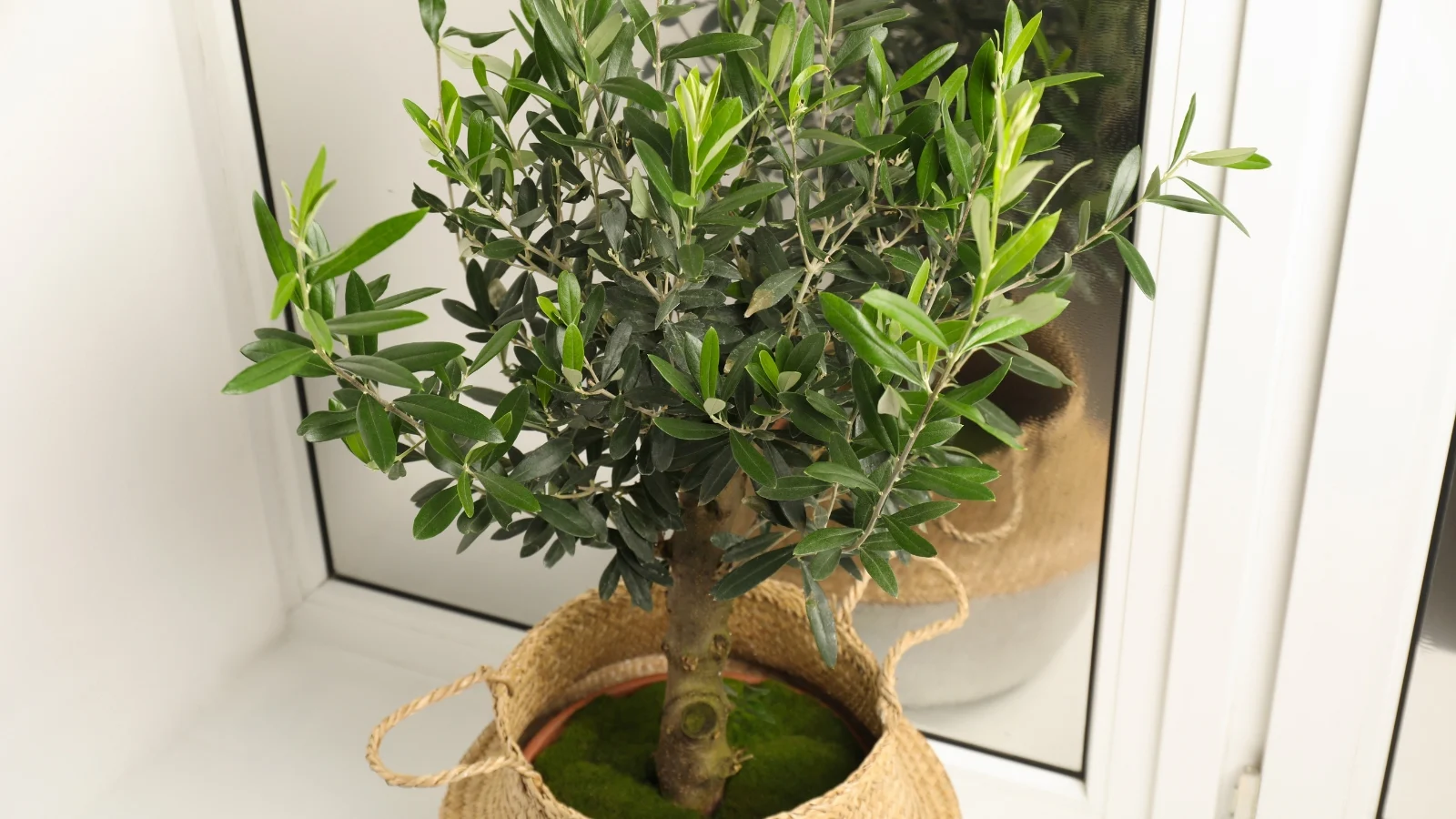Featured image for Indoor Olive Tree Care for Beginners