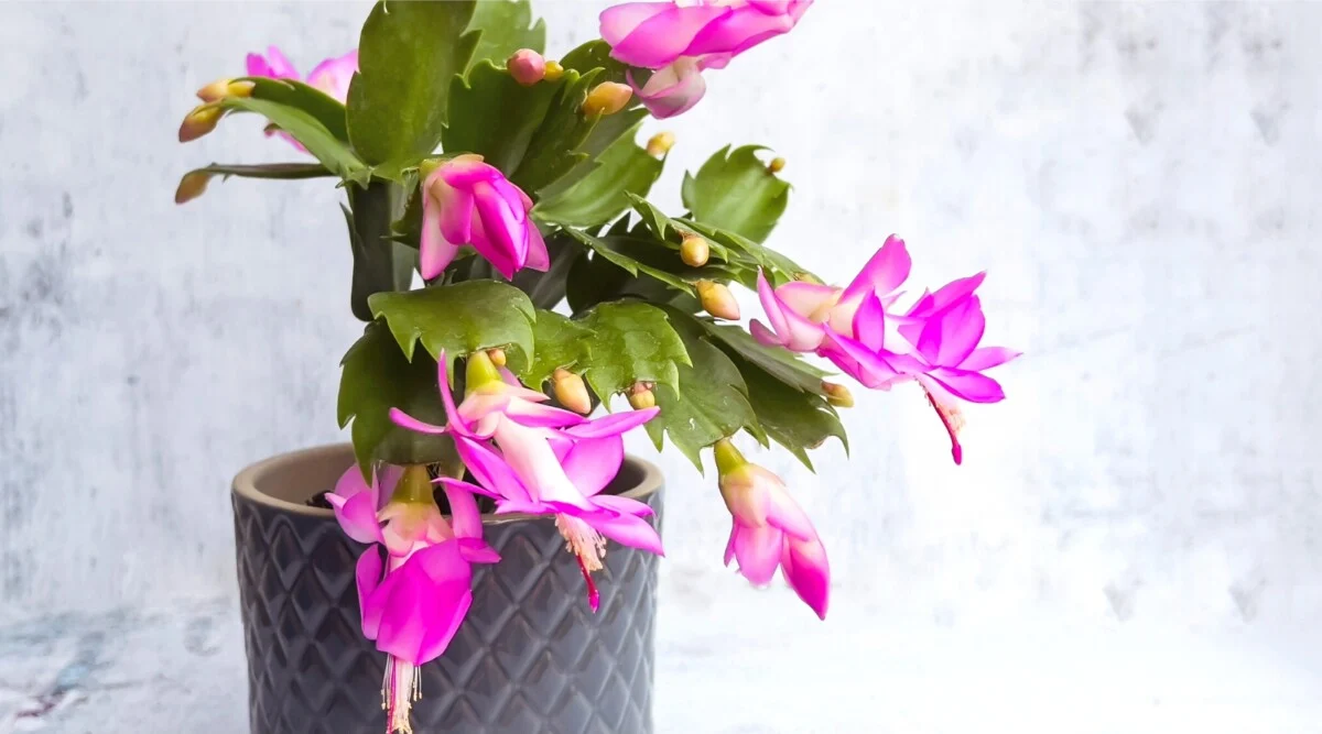 Featured image for Christmas Cactus vs Thanksgiving Cactus vs Easter Cactus