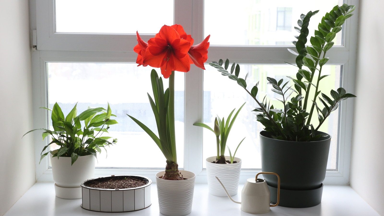 Featured image for How to Force Amaryllis Bulbs Indoors for Winter Blooms