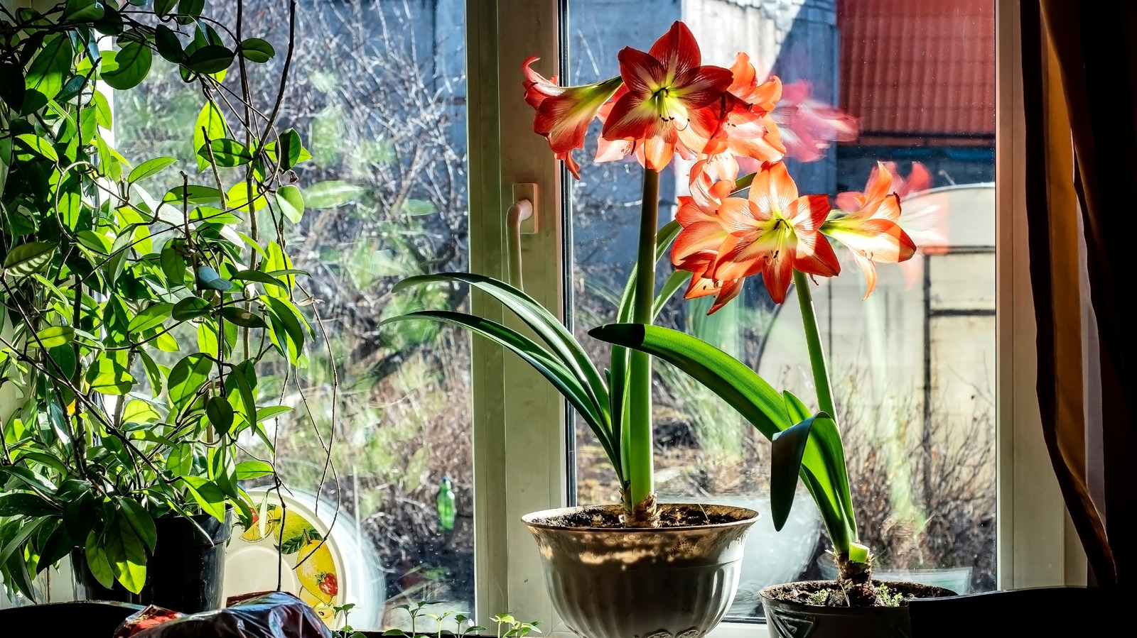 A real indoor photograph of a tall amaryllis in a pot with a thin bamboo stake and soft plant ties supporting the flower stalk near a bright window