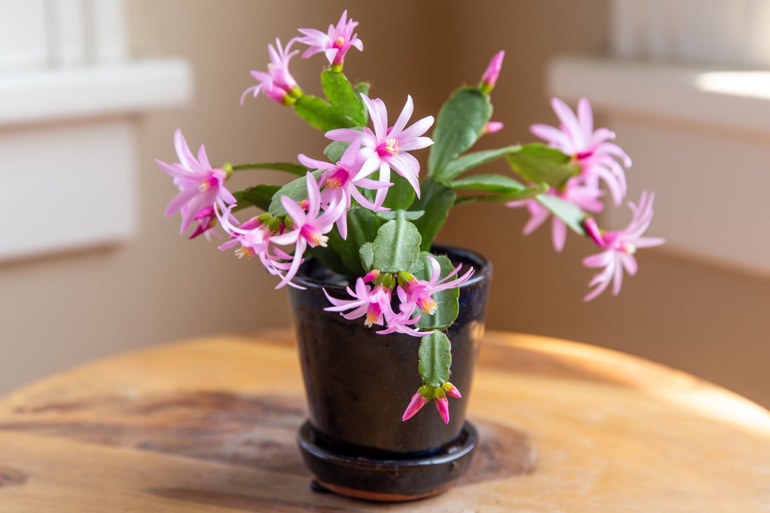A real indoor photograph of an Easter cactus (Hatiora, syn. Rhipsalidopsis) blooming with open, star-shaped pink flowers held upright above segmented green stems