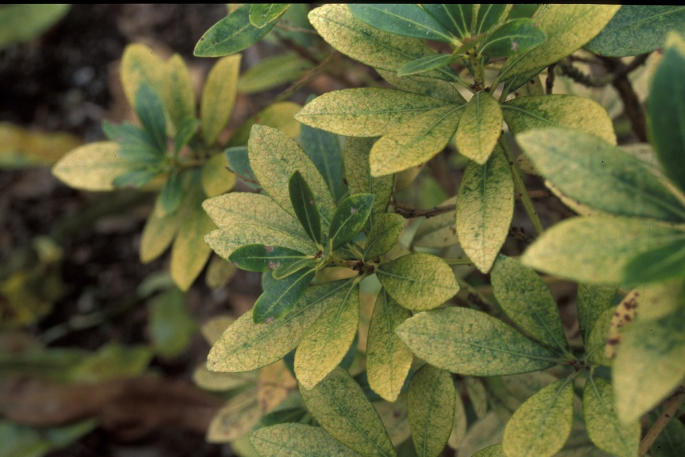 A real-life close-up photograph of an azalea leaf showing pale speckling and stippling on the upper surface from lace bug feeding, with surrounding green leaves in natural light