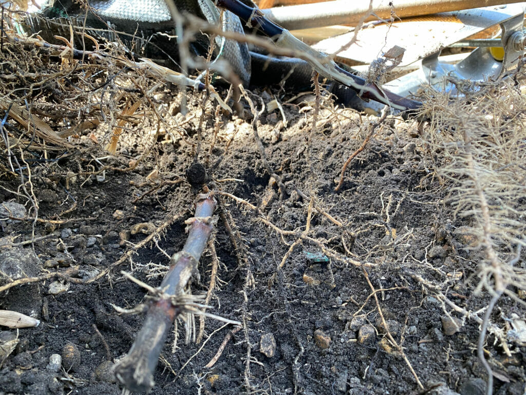 Featured image for How to Contain or Remove Running Bamboo