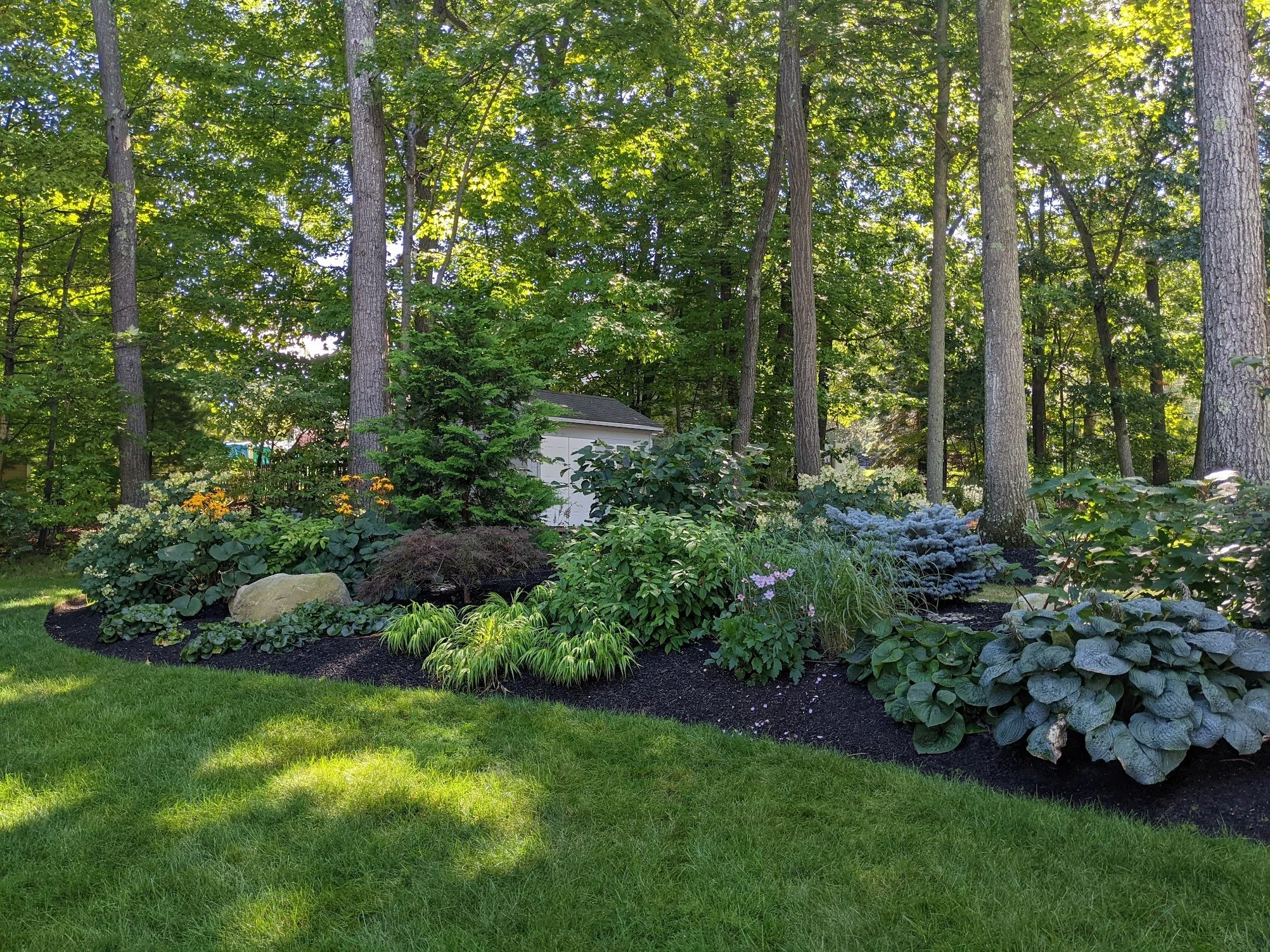 A real-life photo of a shaded garden bed under a tree with a clean edging line and a fresh layer of mulch