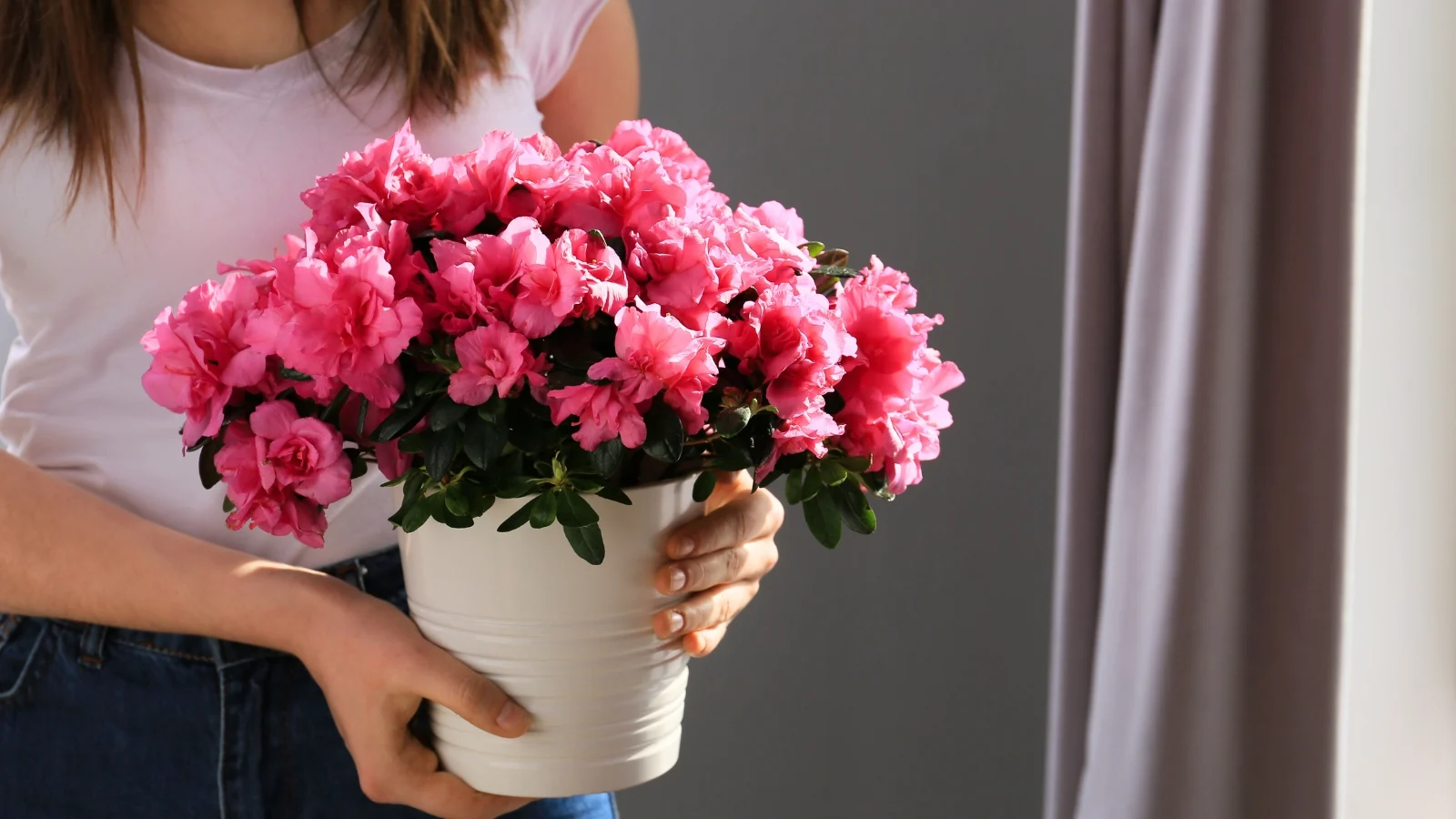 A real-life photograph of a blooming potted florist azalea with pink flowers sitting on a table near a bright window with sheer curtains, indoor house setting