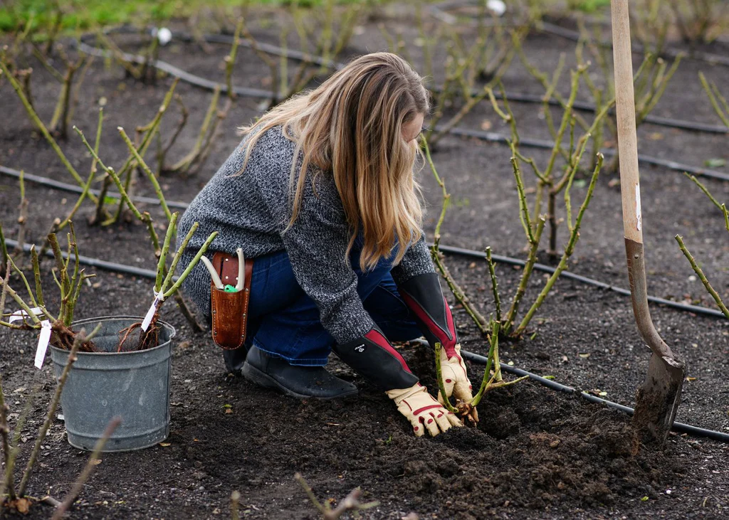 A real-life photograph of a gardener wearing gloves placing a cut rose shrub into a black contractor trash bag in a backyard garden