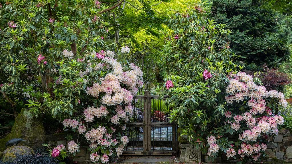 Featured image for Azalea and Rhododendron Care