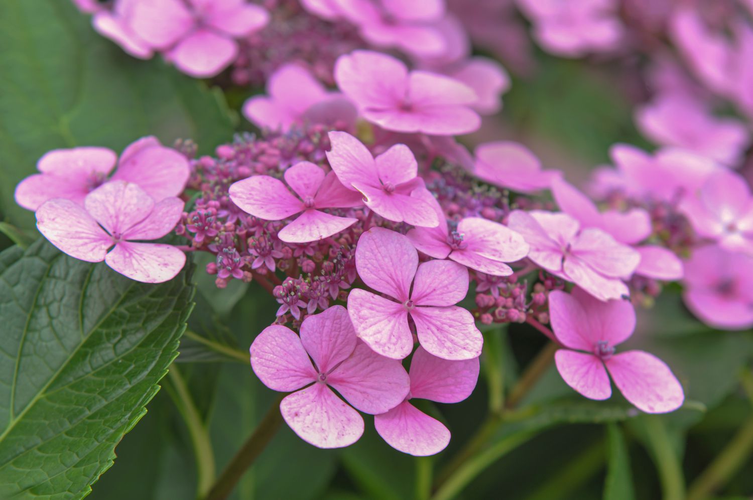 A real-life photograph of a pink lacecap hydrangea in bloom, showing the flat flower head with tiny fertile florets and larger outer petals