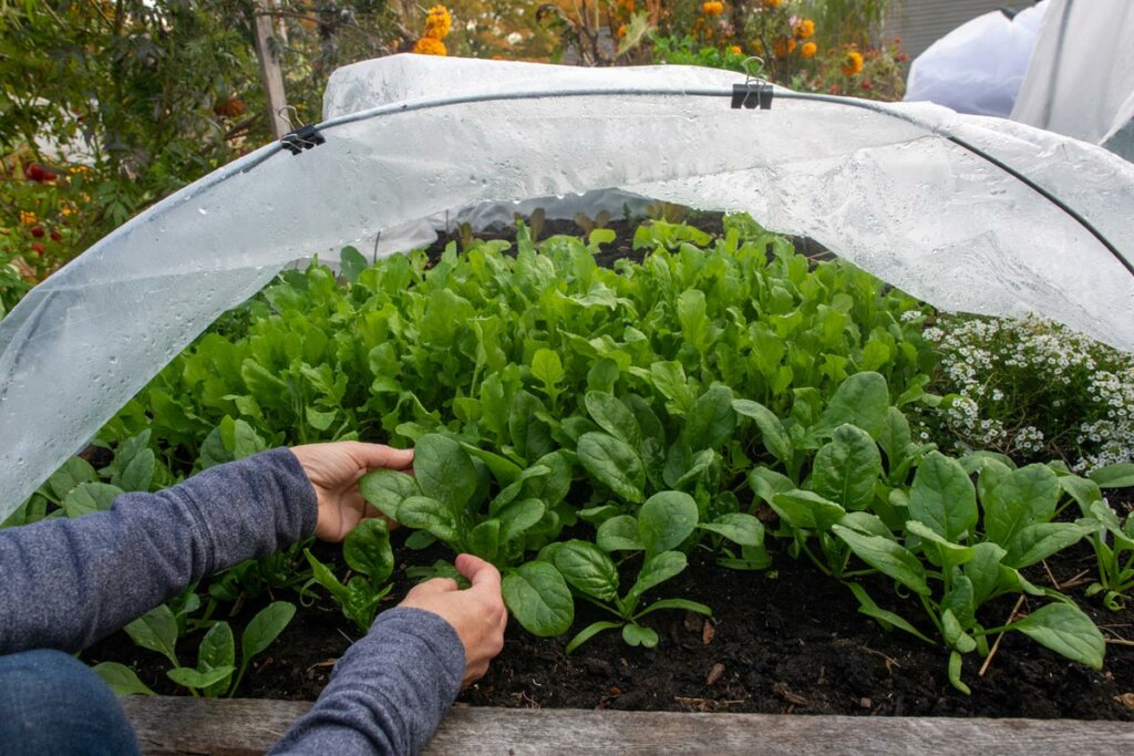 A real-life photograph of a white floating row cover stretched over a small asparagus bed in early spring, with the edges weighed down