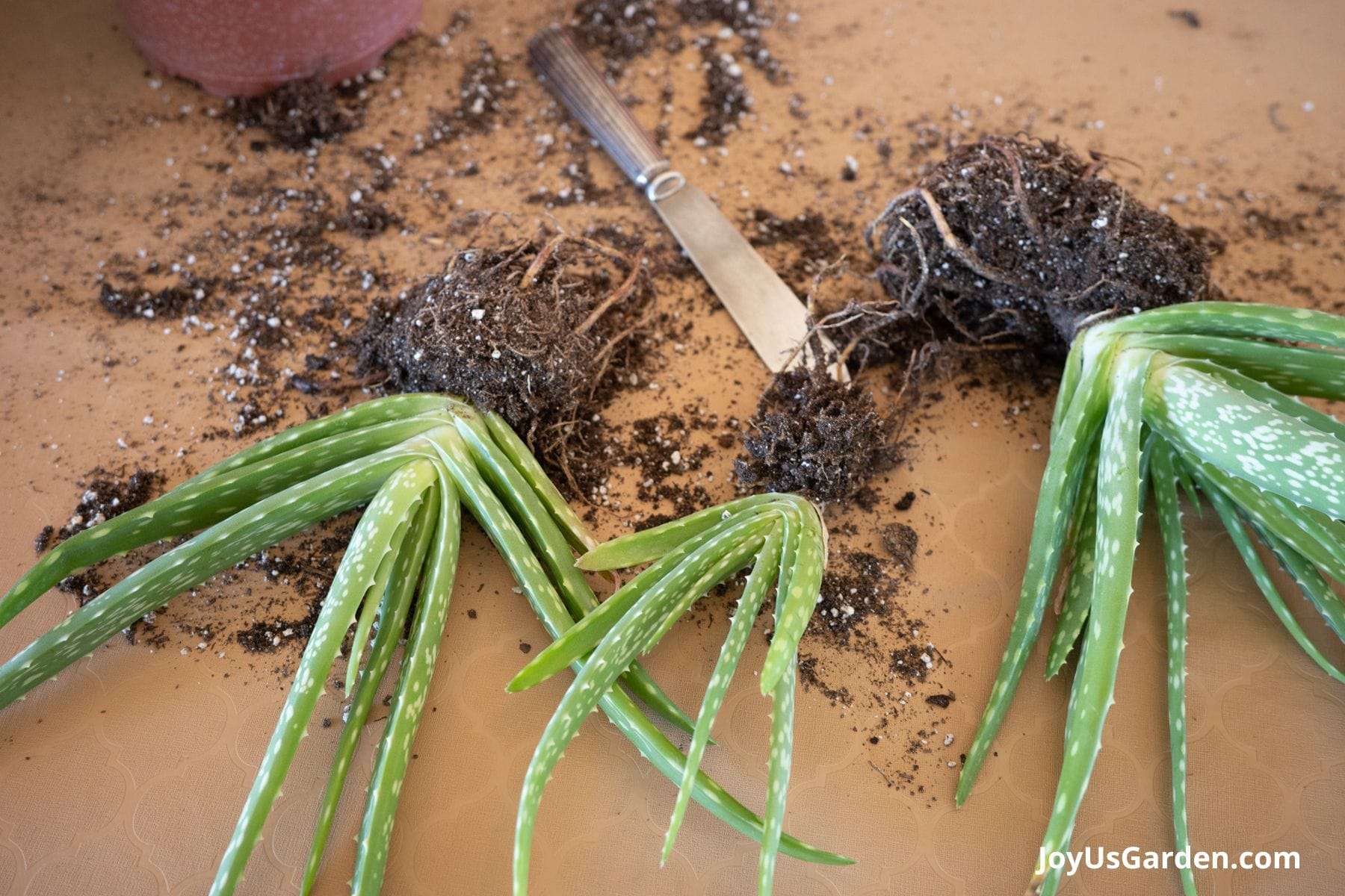 A real-life photograph of an aloe vera plant removed from its pot on a work surface, showing the root ball with several pups clustered around the base