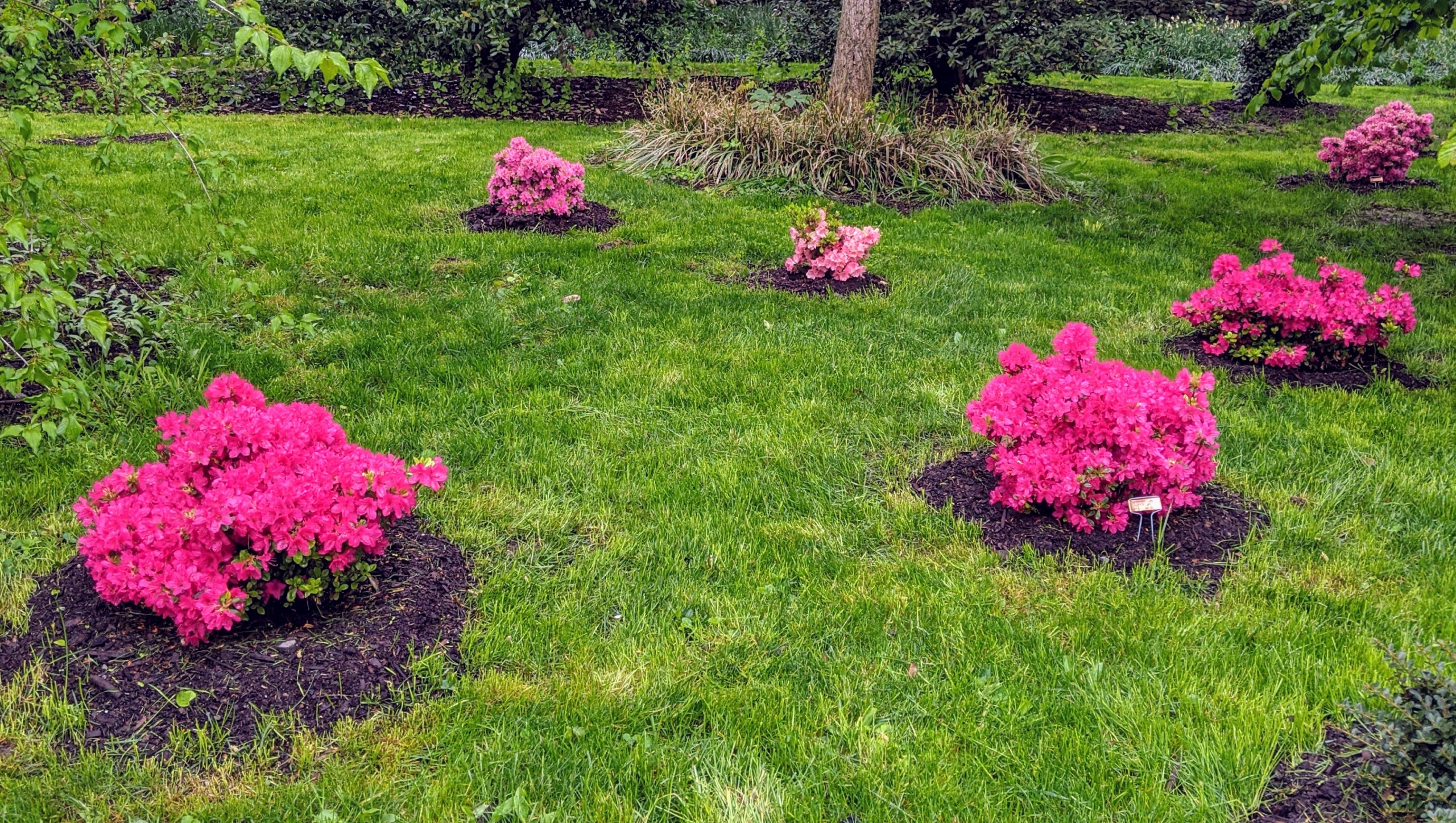 A real-life photograph of an azalea shrub planted in a garden bed with a neat ring of pine bark mulch, mulch pulled back from the stems, and dark, moist soil visible near the base