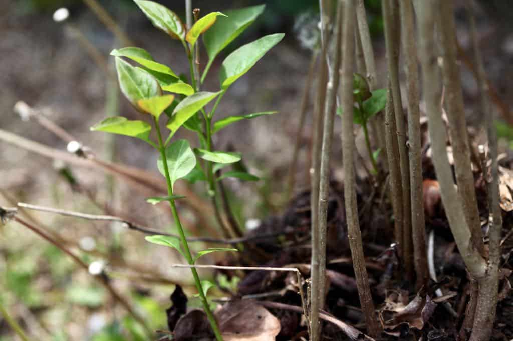 A real lilac shrub in a garden bed with multiple upright basal shoots emerging from the soil around older gray-barked canes, photographed in natural daylight