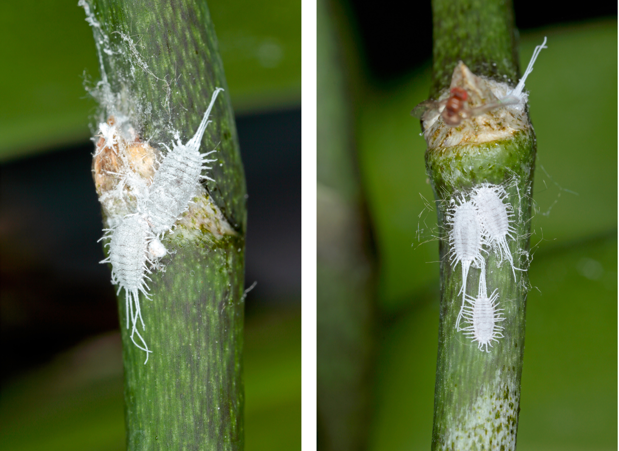A real macro photo of a Phalaenopsis orchid leaf with small white cottony mealybugs clustered near the leaf base