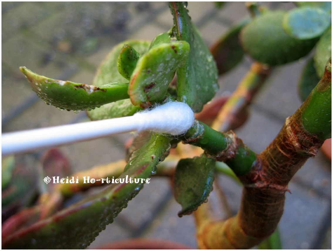 A real macro photo of a jade plant stem and leaf joint with visible white cottony mealybugs clustered in the crevice, sharp focus