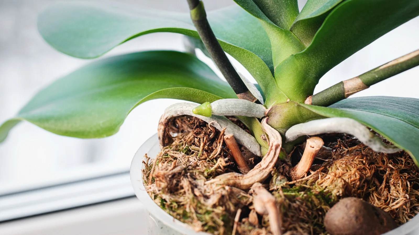 A real macro photograph of a healthy orchid aerial root with a bright green growing tip and silvery velamen along the older section