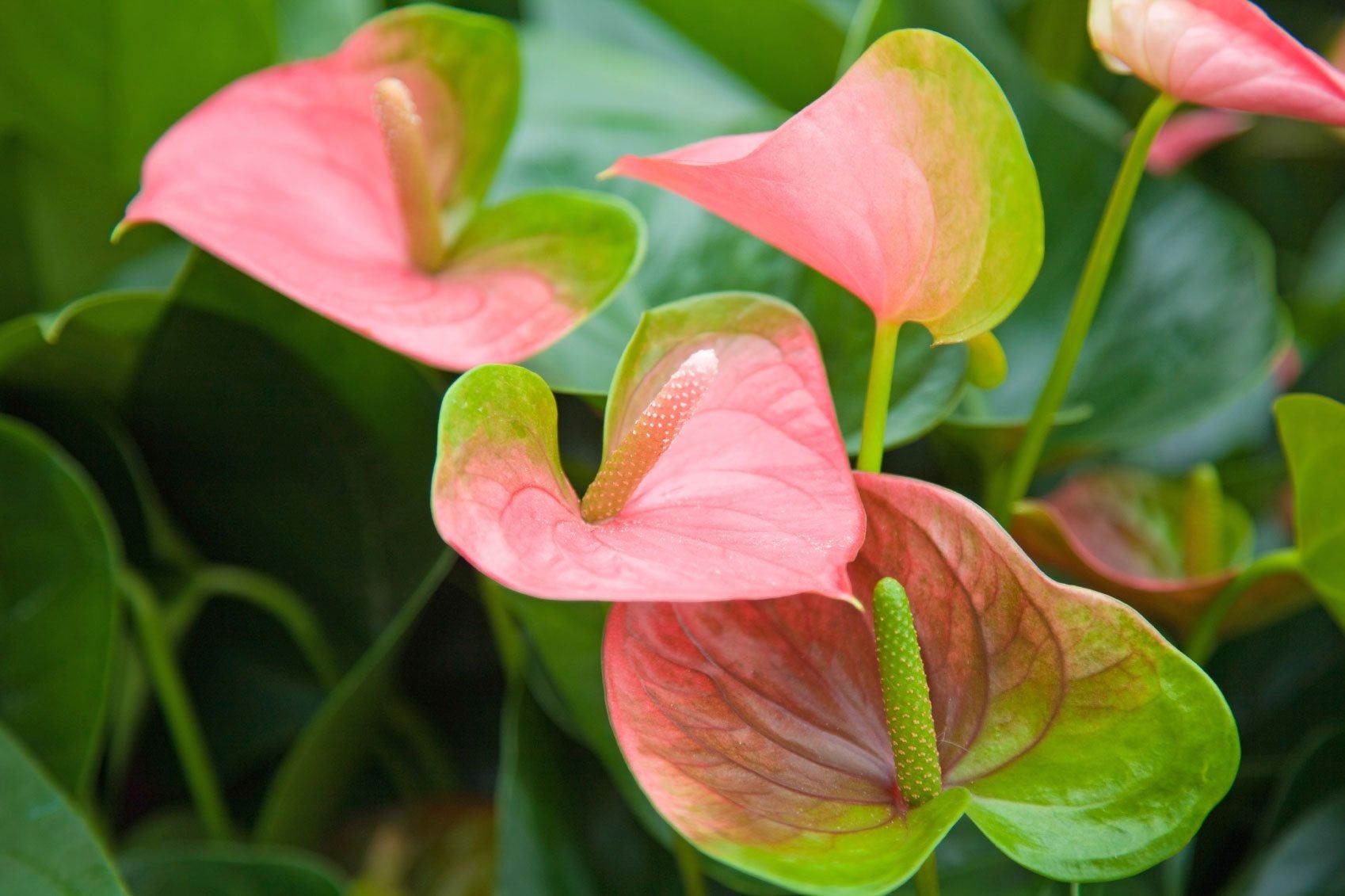 A real macro photograph of an anthurium bloom showing the heart-shaped spathe and the central spadix clearly