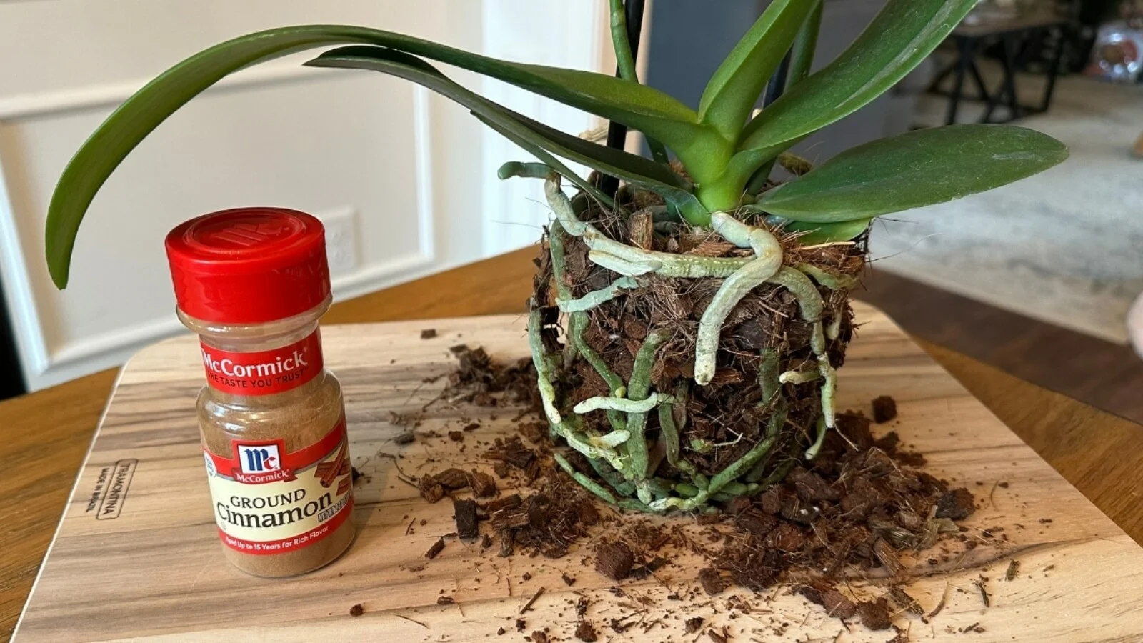A real orchid on a potting bench with roots exposed, showing trimmed brown mushy roots removed and firm green roots remaining