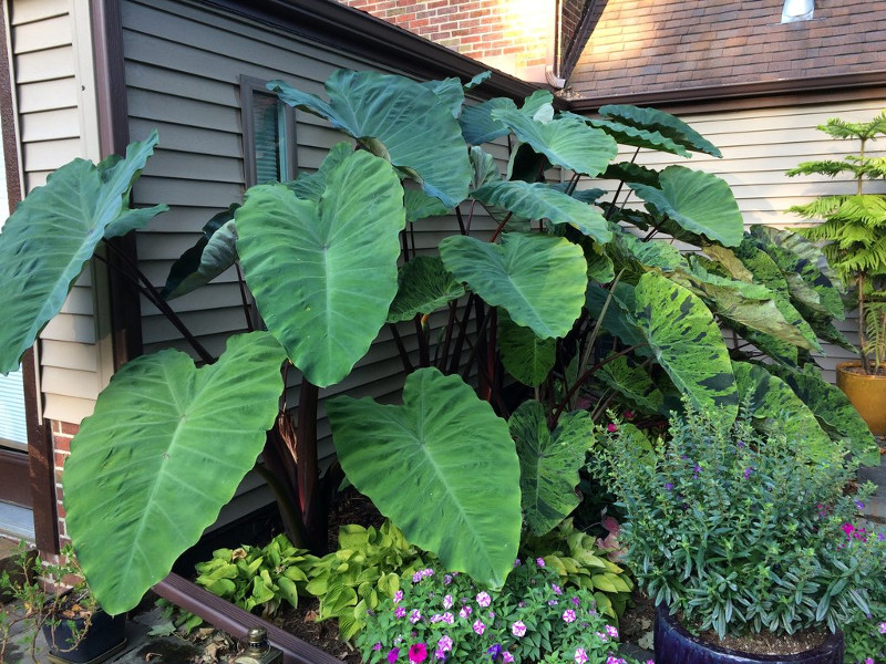 Featured image for Elephant Ear Plant Care Outdoors