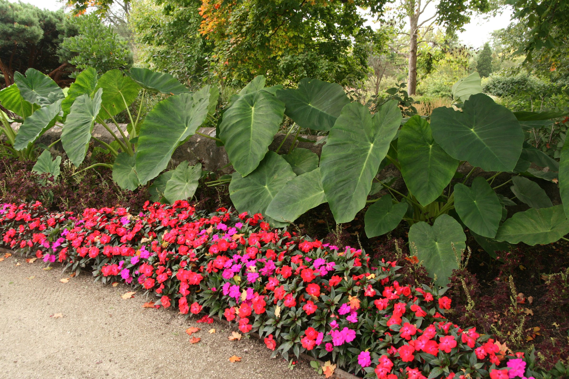 A real outdoor photograph of elephant ear plants growing in partial shade near a wooden fence with dappled sunlight on the leaves