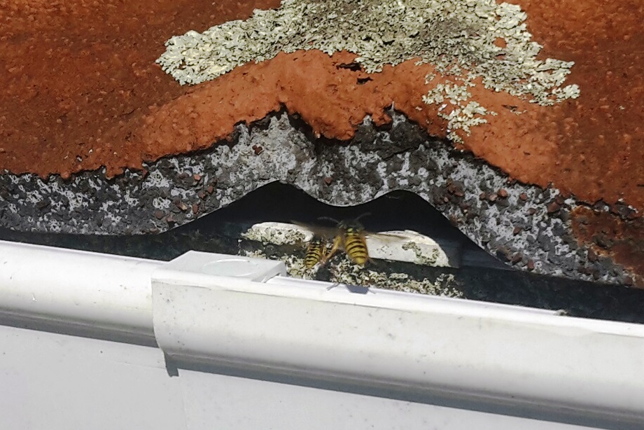 A real paper wasp nest attached under house eaves with a few paper wasps on the comb, daylight photo