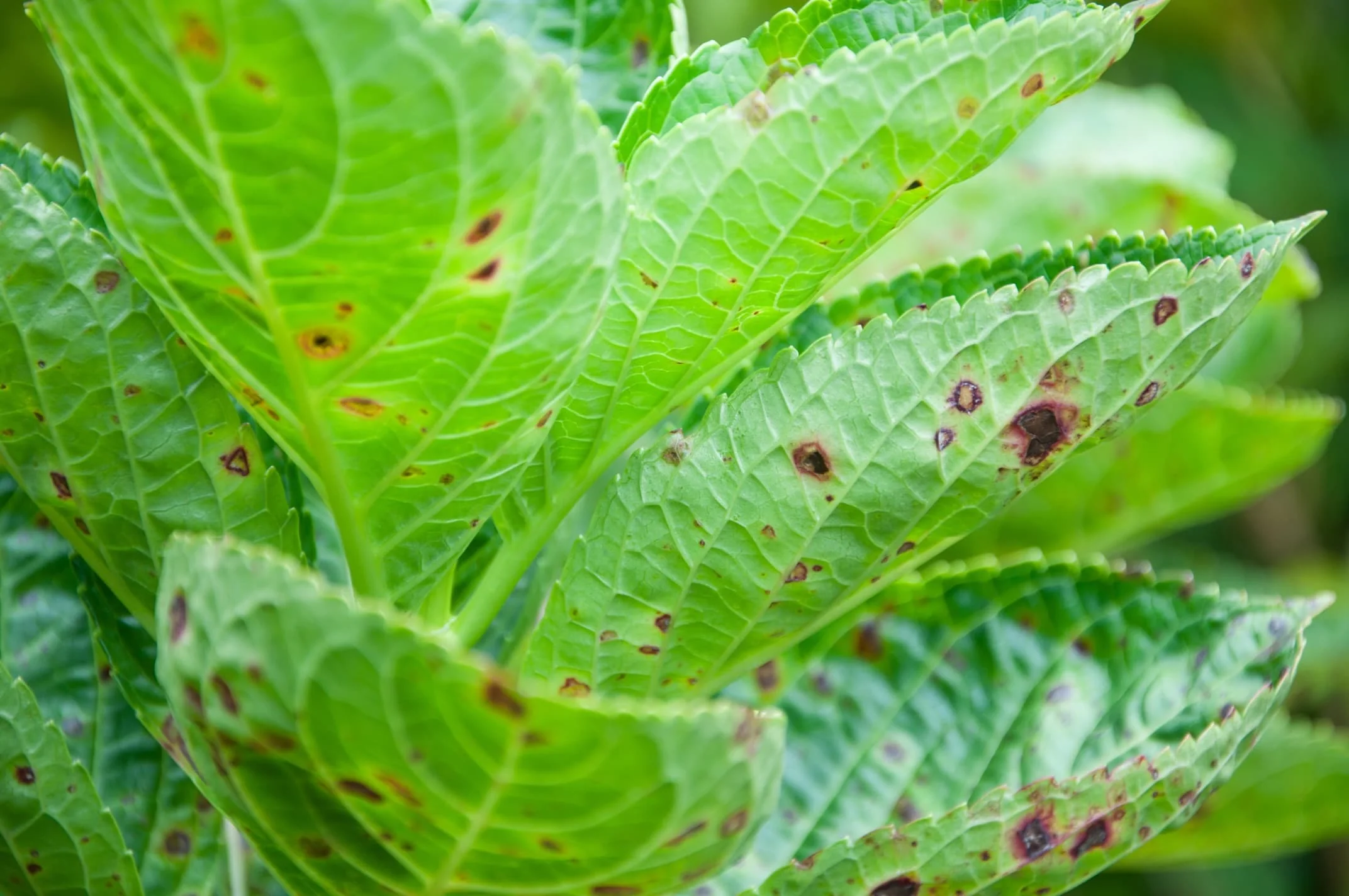 A real photo close-up of a hydrangea leaf with dark brown spots and surrounding yellow tissue, outdoors in natural light