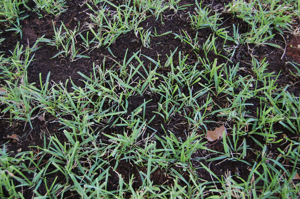 A real photo close-up of a lawn being topdressed with a thin layer of dark compost, with grass blades visible through the compost in a backyard setting