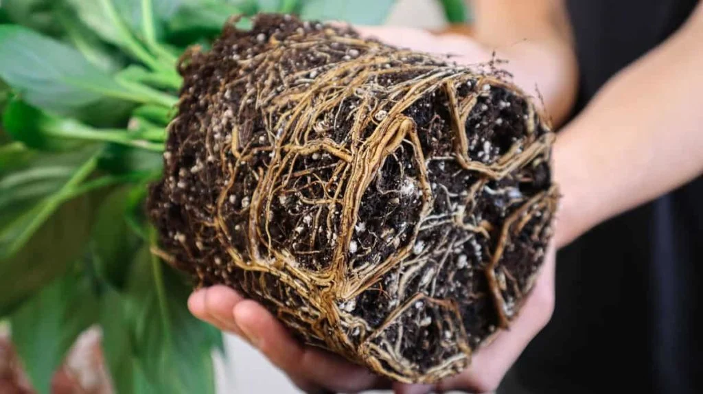A real photo close-up of a peace lily root ball with thick white roots circling tightly around the soil after being removed from a plastic pot