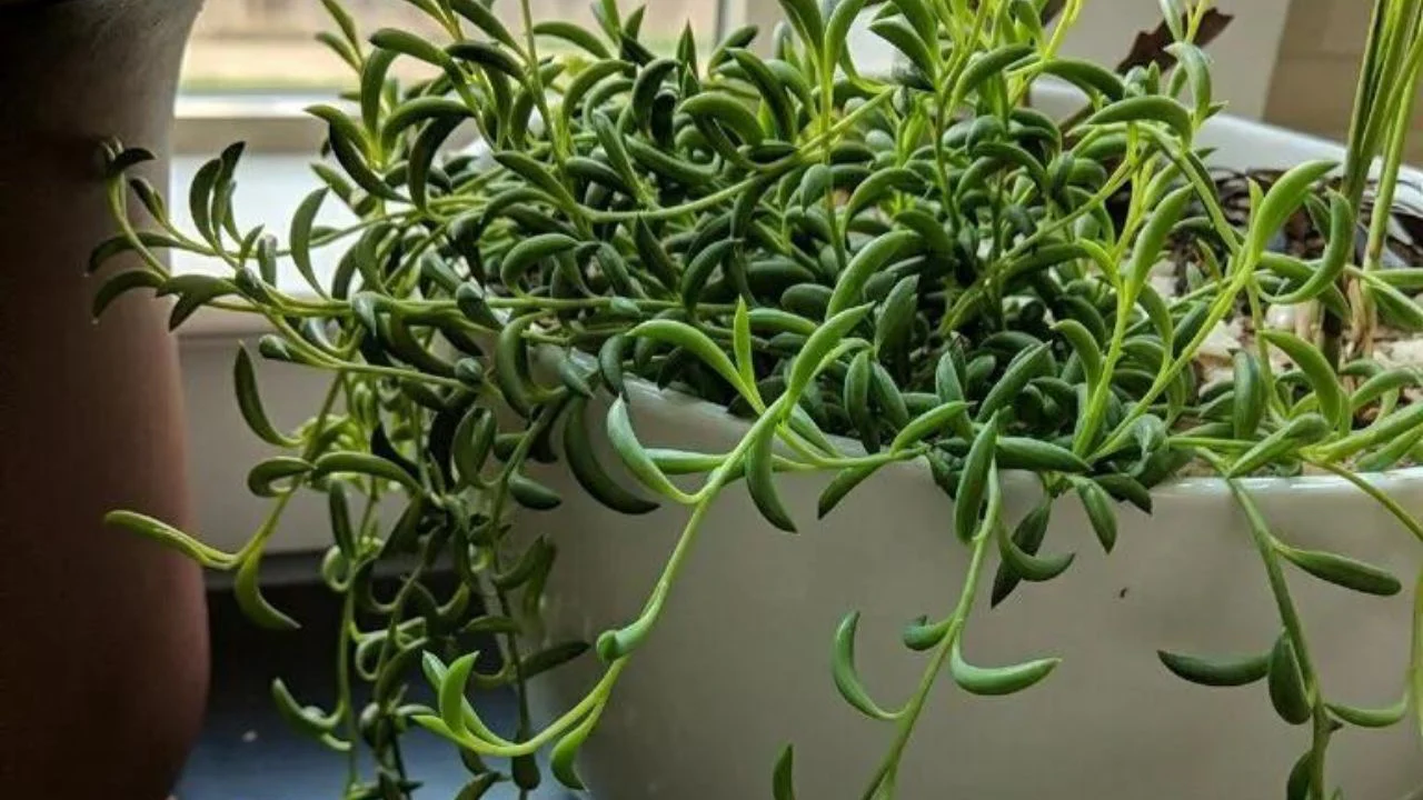 A real photo close-up of string of bananas leaves showing tight spacing and plump banana-shaped foliage in bright indirect light on a windowsill