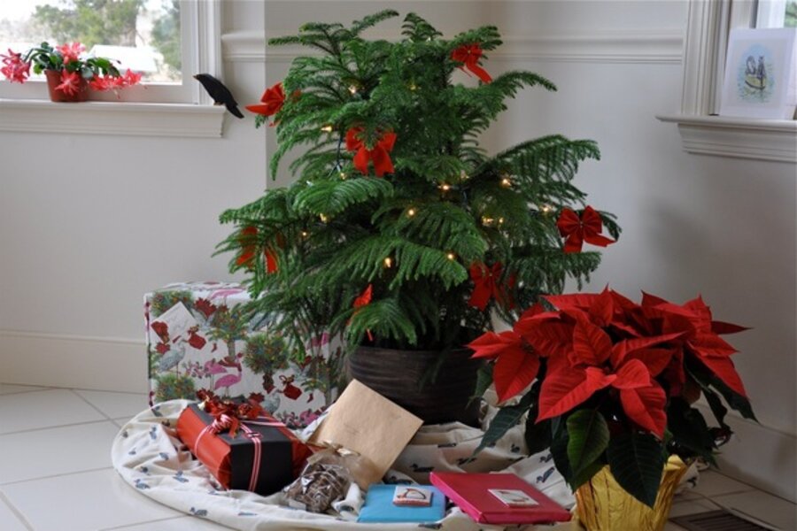 A real photo of a Norfolk Island pine decorated lightly with warm white LED string lights and a few small ornaments, sitting in a pot in a cozy living room near a window